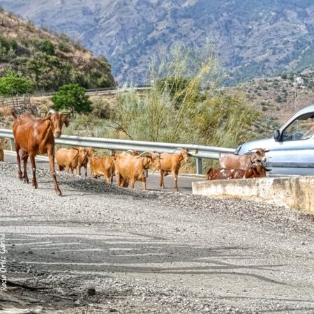 goats on the road